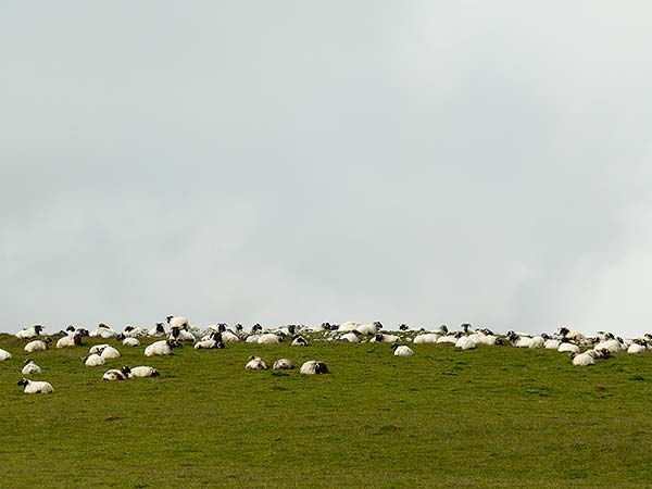 Moutons dans les Pyrénées